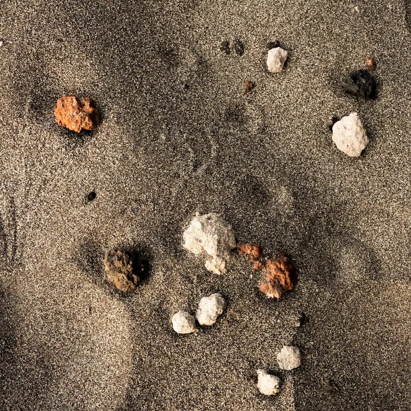 A scatter of small shells and pebbles part-buried in damp grey sand