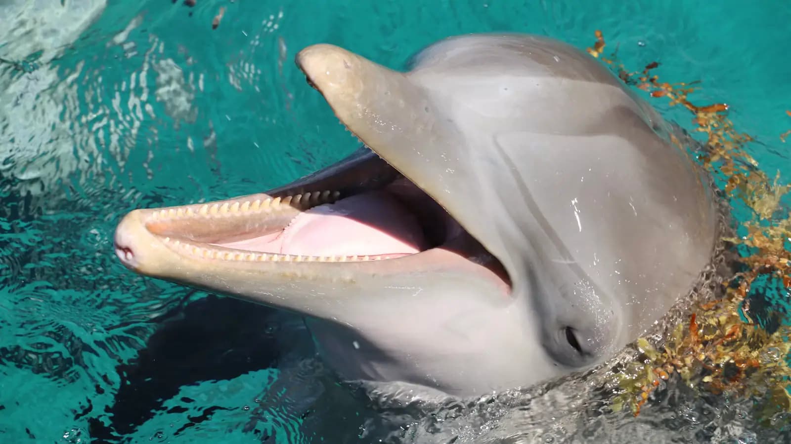 A bottlenose dolphin breaking the surface of calm water with its dorsal fin and back visible