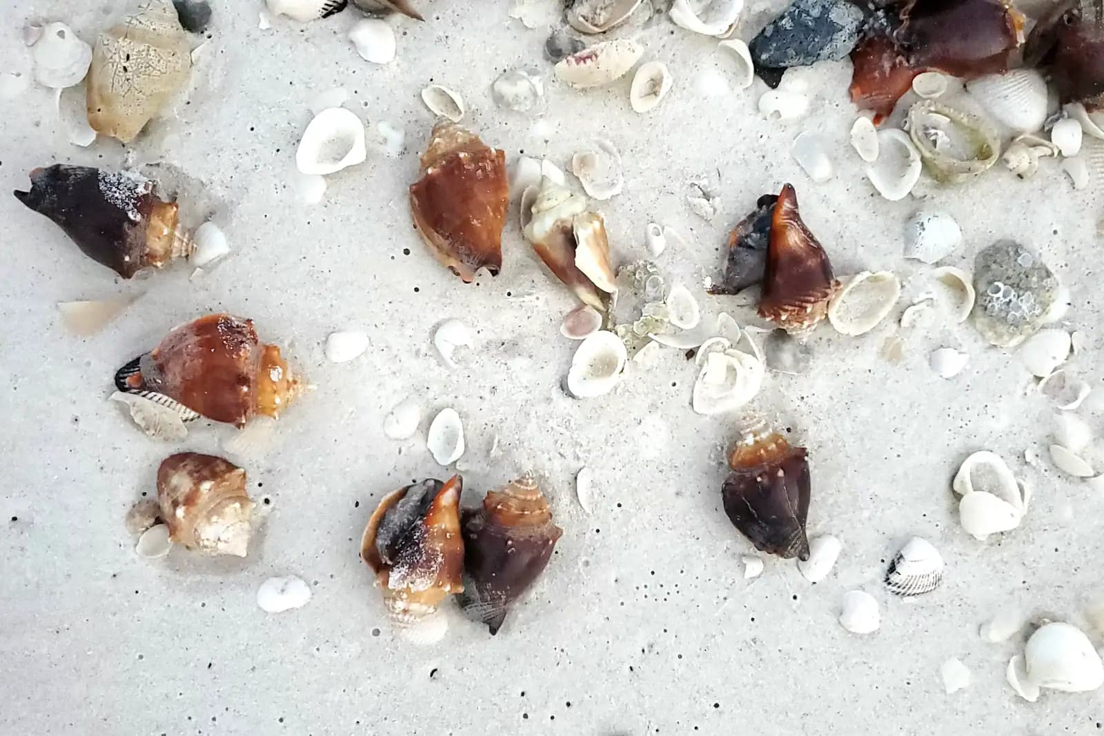 Fighting conchs and small bivalve shells scattered across fine white sand, photographed from directly above