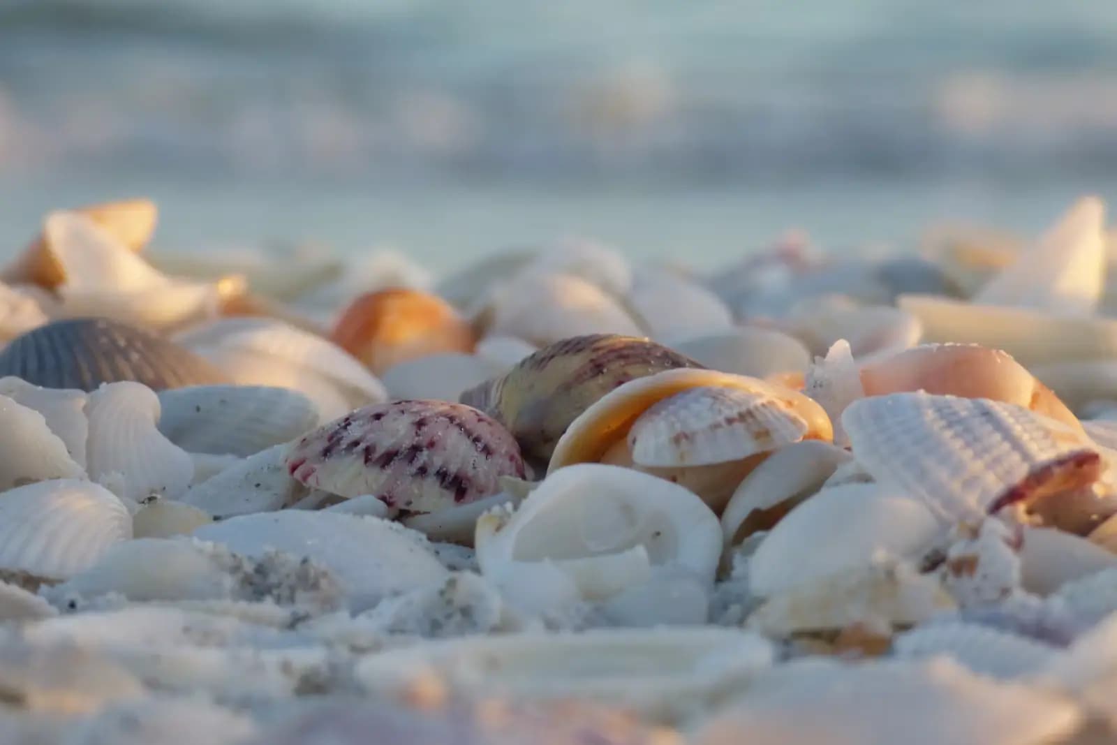 A dense bed of whole and broken shells piled along the tide line in low light, with surf blurred behind