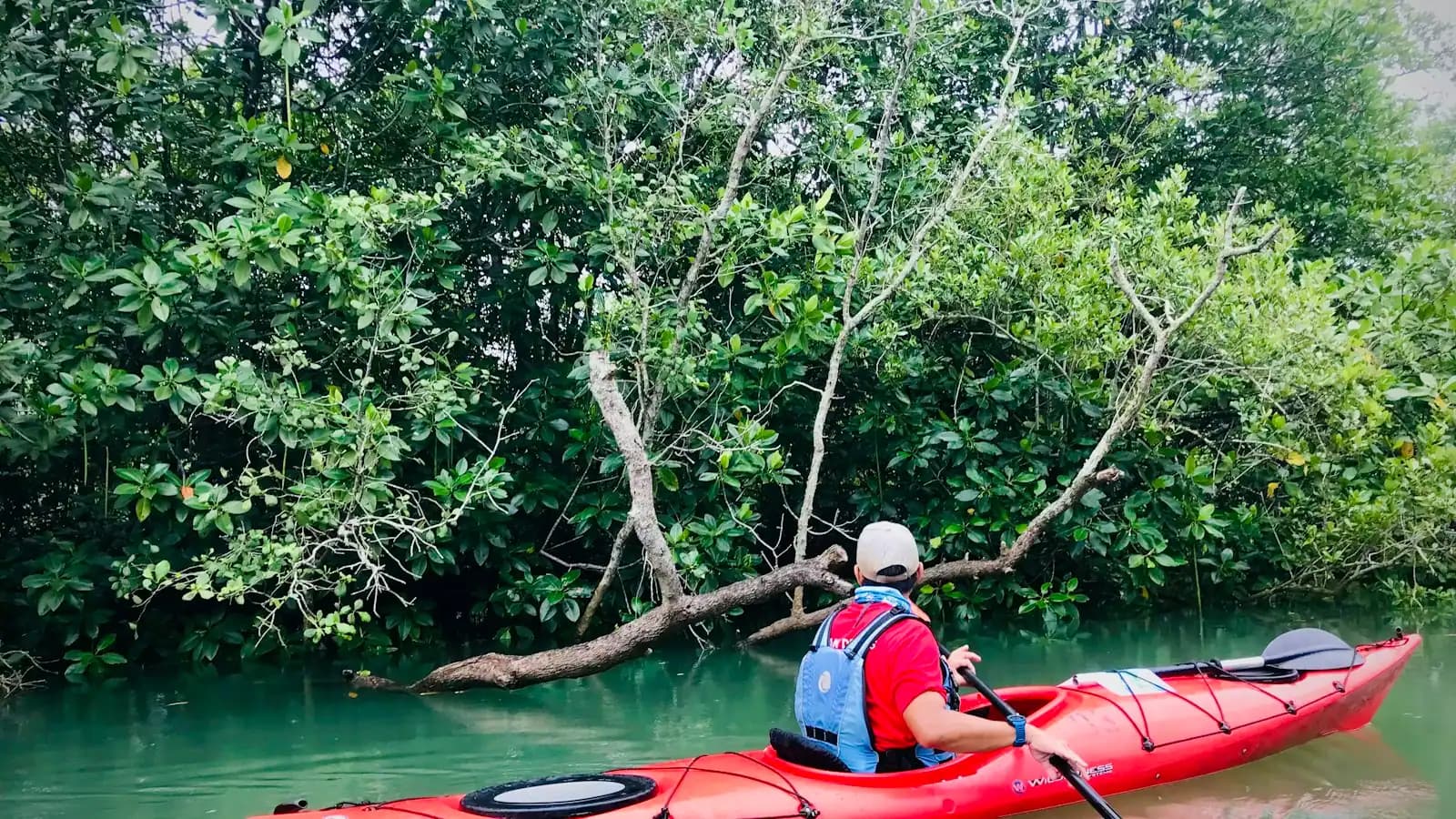 A person paddling a red kayak along a narrow channel walled in by mangrove roots