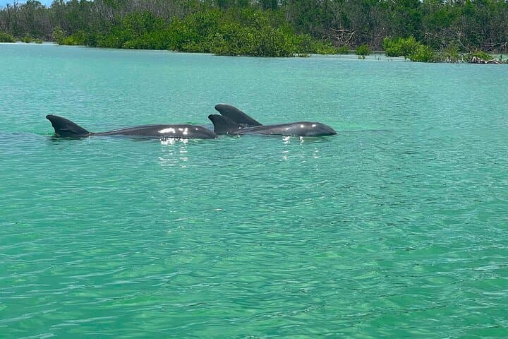 Clear/Standard Kayak Self Guided Island EcoTour Bonita Springs!